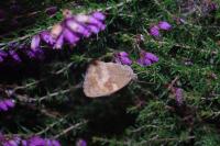 Pyronia tithonus