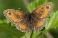 Pyronia tithonus