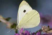 Pieris brassicae