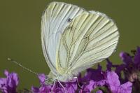 Pieris napi