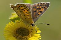 Lycaena tityrus
