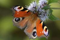 Aglais io