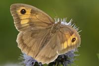 Maniola jurtina