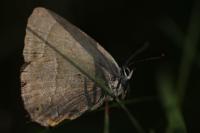 Quercusia quercus