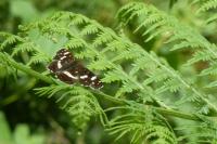 Araschnia levana