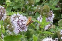 Lycaena phlaeas