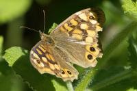 Pararge aegeria