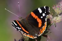 Vanessa atalanta