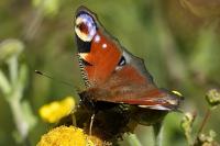 Aglais io