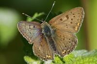 Lycaena tityrus