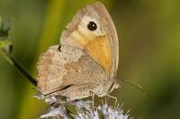 Maniola jurtina