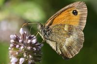Pyronia tithonus