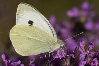Pieris brassicae
