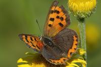 Lycaena phlaeas