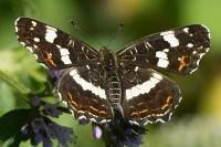 Araschnia levana