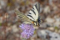 Iphiclides podalirius