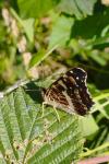 Araschnia levana