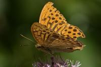 Argynnis paphia