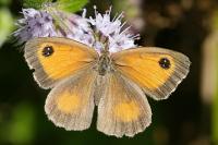 Pyronia tithonus