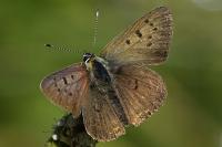 Lycaena tityrus