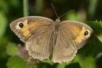 Maniola jurtina