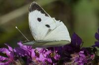 Pieris brassicae