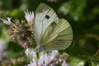 Pieris napi