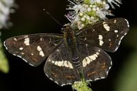 Araschnia levana