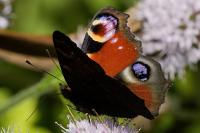 Aglais io