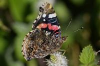 Vanessa atalanta