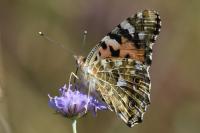 Vanessa cardui