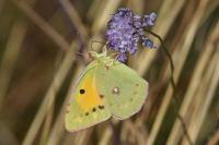 Colias crocea