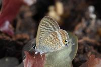 Lampides boeticus