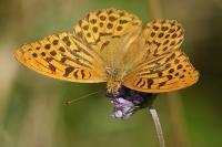 Argynnis paphia