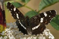 Araschnia levana