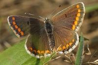 Aricia agestis