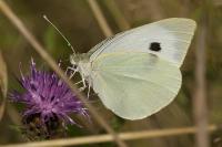 Pieris brassicae