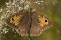 Maniola jurtina