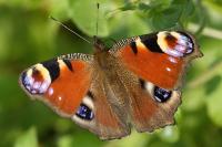 Aglais io