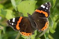 Vanessa atalanta