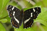 Araschnia levana