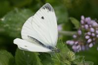 Pieris napi