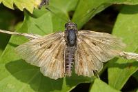 Carcharodus alceae