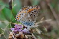 Aricia agestis