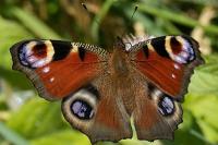 Aglais io
