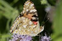 Vanessa cardui
