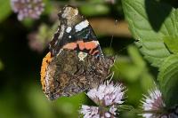 Vanessa atalanta