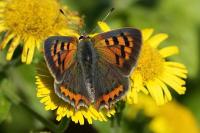 Lycaena phlaeas