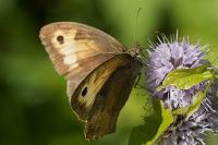 Maniola jurtina