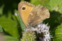 Pyronia tithonus